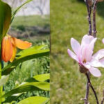 В Ботаническом саду КНУ расцвели цветок Айгуль и магнолия