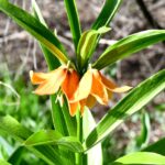 Улуттук университеттин Ботаникалык багында «Айгүл гүлү» алгачкы жолу гүлдөдү